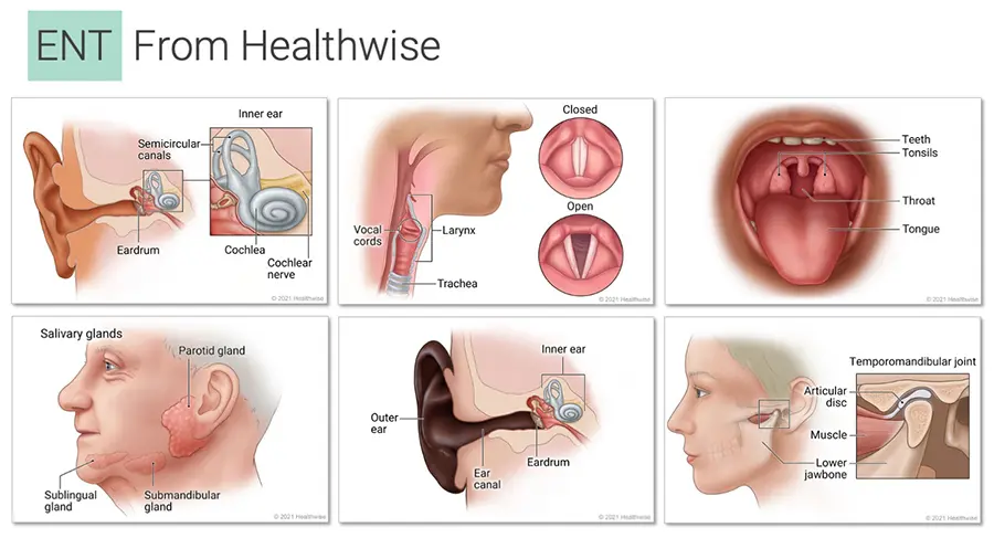 Six illustrations about a variety of Ear/Nose/Throat topics, showing people who differ in age, race, and body type.